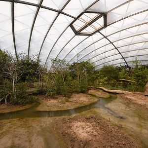 Burgers' Mangrove - Mudflat