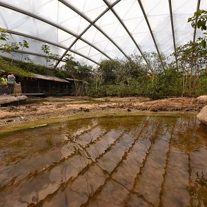 Burgers' Mangrove - Upside-down Jellyfish enclosure
