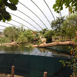 Burgers' Mangrove - Manatee tank viewing window