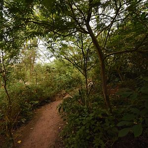Burgers' Mangrove - Dry forest