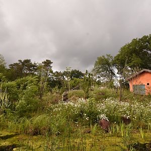 Ring-tailed & Black Lemur enclosure