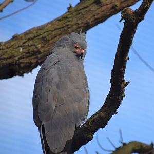 African harrier hawk