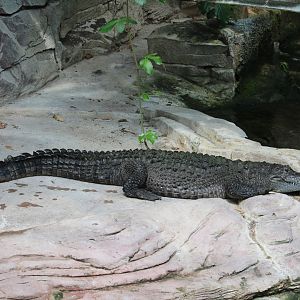 West African crocodile