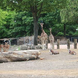 Mixed African hoofstock