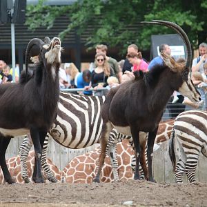 Black sable antelope