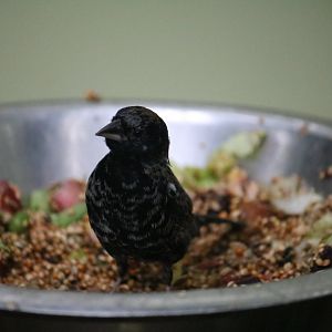 Blue-backed grassquit