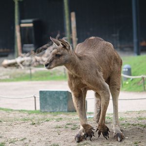 Tasmanian grey kangaroo