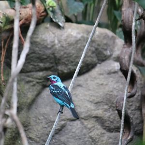 Spangled cotinga