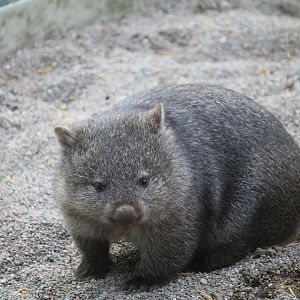 Tasmanian wombat