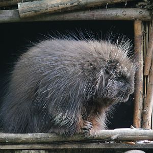 North American porcupine