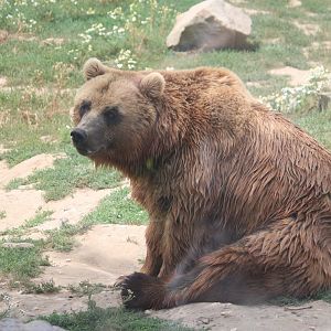 Kamchatka brown bear