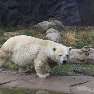 Polar bear - Antonia