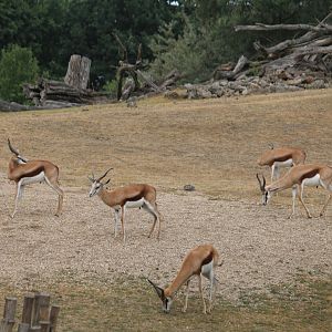 Springbok