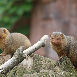 Common dwarf mongoose
