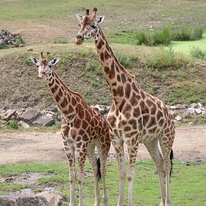 Rothschild giraffes