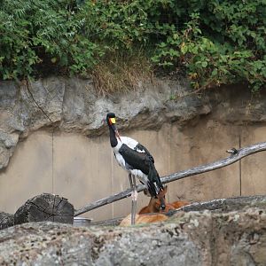 Saddle-billed stork