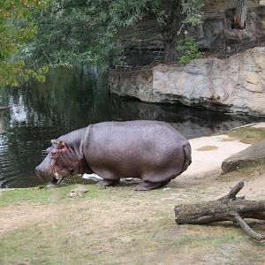 Common hippopotamus