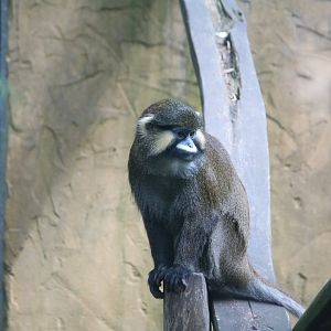 Red-tailed moustached guenon