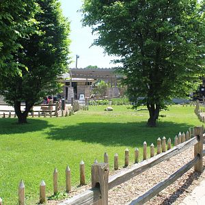 African Spurred Tortoise Exhibit