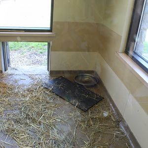 Indoor African Spurred Tortoise Indoor Exhibit (Inside Gift Shop)