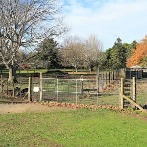 Fallow Deer enclosure, Queen Elizabeth Park, Masterton