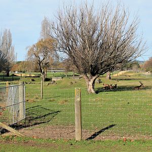 Red Deer enclosure, Queen Elizabeth Park, Masterton