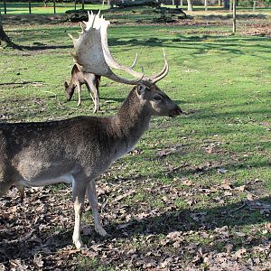 Fallow Deer (Dama dama), Queen Elizabeth Park, Masterton