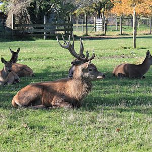 Red Deer (Cervus elaphus), Queen Elizabeth Park, Masterton