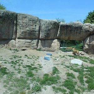 Lion Exhibit - Great Cat Canyon