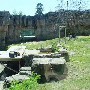 Amur Tiger Exhibit - Great Cat Canyon