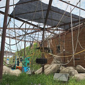 White-Handed Gibbon Exhibit - Vanishing Kingdom