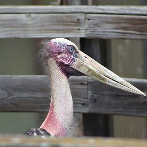 Lesser Adjutant Stork Close-Up