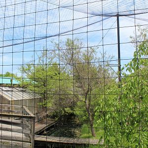 Lesser Adjutant Stork & Western Tufted Deer Aviary
