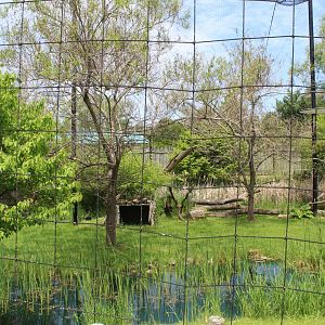 Lesser Adjutant Stork & Western Tufted Deer Aviary