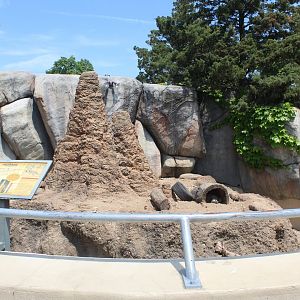 Meerkat Exhibit