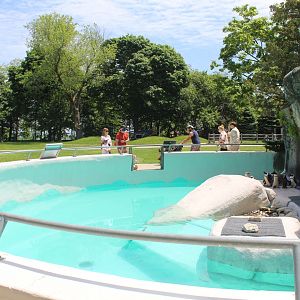 African Penguin Exhibit