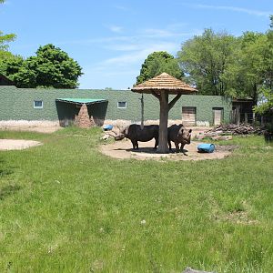 Land of the Giants - Black Rhino Exhibit