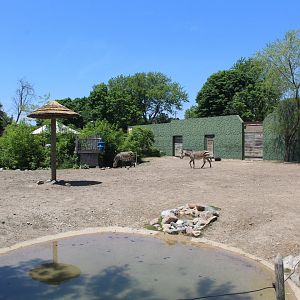 Land of the Giants - Hartmans Mountain Zebra Exhibit