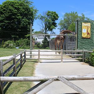 Land of the Giants - Giraffe Feeding Area