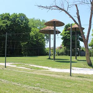 Land of the Giants - Masai Giraffe Exhibit