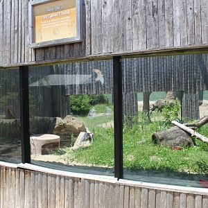 Land of the Giants - Fennec Fox Exhibit