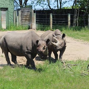 Land of the Giants - Black Rhinos