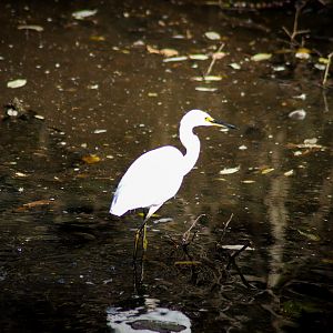 Little Egret (Egretta garzetta)