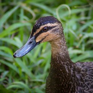 Pacific Black Duck (Anas superciliosa)