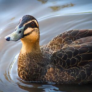 Pacific Black Duck (Anas superciliosa)
