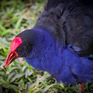 Australasian Swamphen (Porphyrio melanotus)