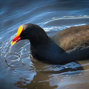 Dusky Moorhen (Gallinula tenebrosa)