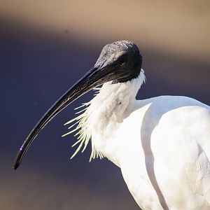 Australian White Ibis (Threskiornis moluccus)