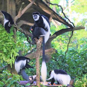 Family/Troop of Mantled Guerezas