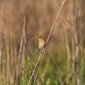 Dickcissel